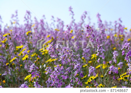 Flowering of Levkoy or matthiola and Senecio in the meadow Flowering of Levkoy or matthiola and Senecio in the meadow 87148687