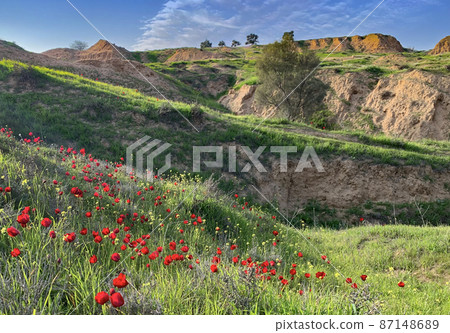 Blooming wild anemone (lat.- A. coronaria) in the natural reserve 87148689