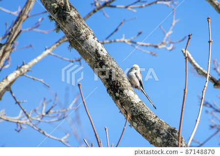 Shimaenaga Shimaenaga 87148870