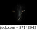 Black cat like a black panther 87148943