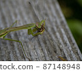 Mantis to prey dragonfly 87148948