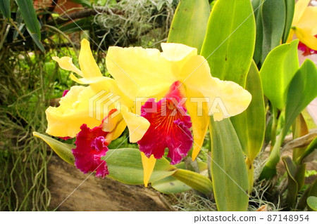 Yellow orchid flowers. 87148954