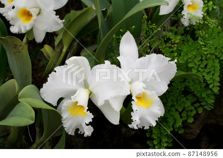 White orchid flower. 87148956