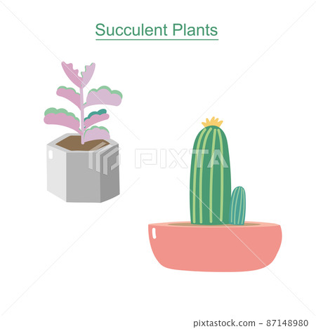 succulent plants-11 87148980