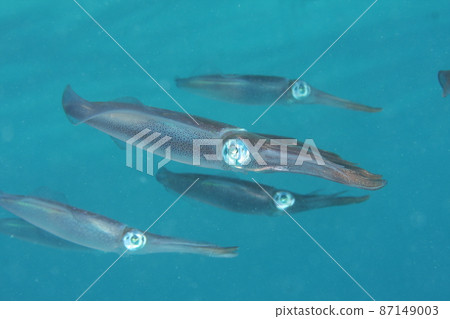 Bigfin reef squid herd Bigfin reef squid herd 87149003