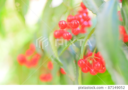 Ten thousand red fruits that grow on the ground Ten thousand red fruits that grow on the ground 87149052