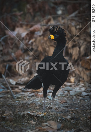 Bare faced Curassow, in a jungle environment, Pantanal Brazil 87149249