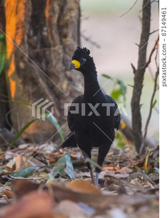 Bare faced Curassow, in a jungle environment, Pantanal Brazil Bare faced Curassow, in a jungle environment, Pantanal Brazil 87149461