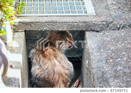 A cute stray cat of Kijitora spending time relaxing in the park A cute stray cat of Kijitora spending time relaxing in the park 87149751