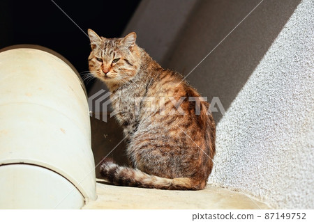 A cute stray cat of Kijitora spending time relaxing in the park A cute stray cat of Kijitora spending time relaxing in the park 87149752