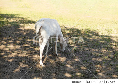 beautiful white deer walking on a field 87149786