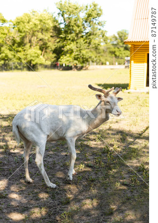 Beautiful Albino white deer standing on a field 87149787