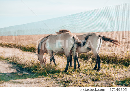 Beautiful wild beige horse with a long mane grazes in an autumn field. Askania Nova, Ukraine, Europe. 87149805