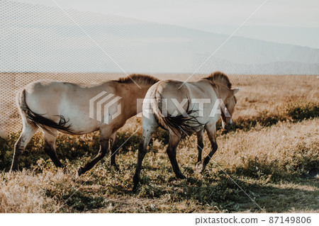 Beautiful wild beige horse with a long mane grazes in an autumn field. Askania Nova, Ukraine, Europe. 87149806
