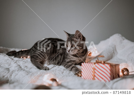 Tabby grey cat lying on cozy bed with christmas golden lights bokeh and gift boxes. Cute kitten relaxing and playing with gold ball toy. 2022 Winter holidays. 87149818