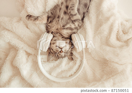 Cute little grey kitten with white wireless headphones on its back on white soft blanket 87150051