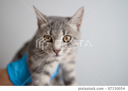 Domestic gray fluffy kitten in the hands of veterinarian on a light background in the clinic 87150054