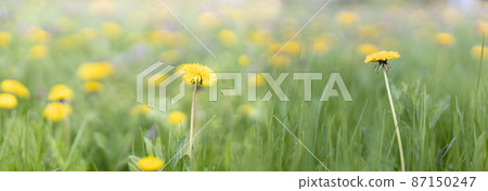 Spring green field with yellow dandelions on a sunny day. Long horizontal banner. Romantic landscape panorama, copy space. 87150247
