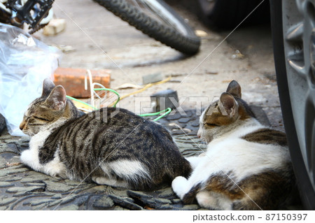 貓 87150397