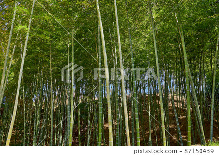 Bamboo grove Bamboo grove 87150439