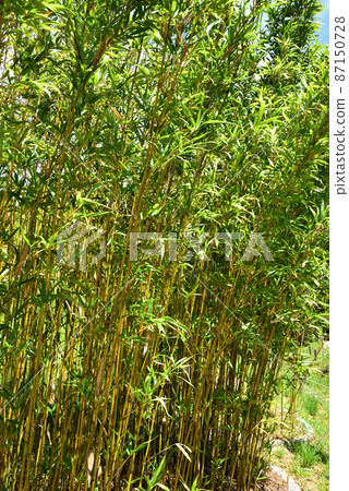 生駒高山的竹林 87150728