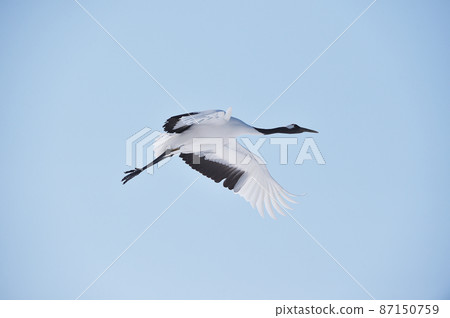 日本起重機在蔚藍的天空中飛翔（北海道鶴井） 87150759