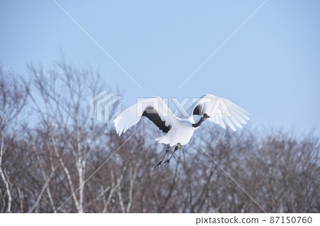 Red-crowned crane flying under the blue sky (Tsurui, Hokkaido) 87150760