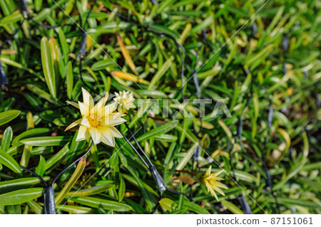 勳章菊屬 87151061