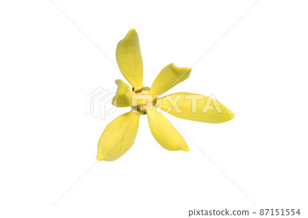 Close up Clinbing llang-llang flower on white background. Close up Clinbing llang-llang flower on white background. 87151554