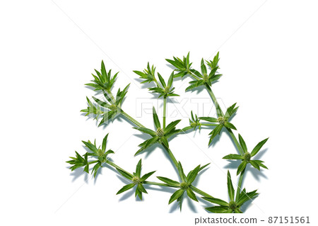Close up Culantro, Long coriander, Sawtooth coriander flower on white background with soft shadow. 87151561
