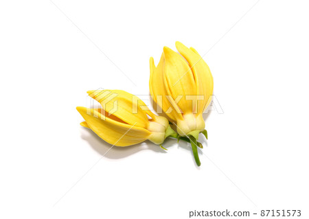 Close up Clinbing llang-llang flower on white background. Close up Clinbing llang-llang flower on white background. 87151573