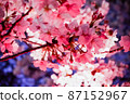 Night cherry blossoms illuminated by the lights of Nakameguro 87152967