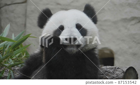 Panda eat juicy bamboo branches for lunch 87153542