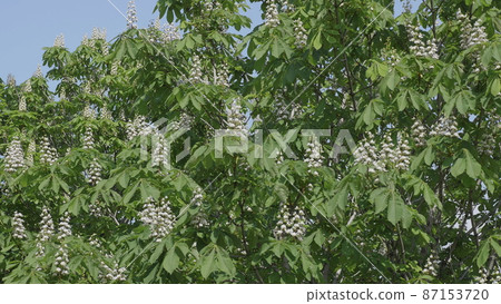 Flowering tree chestnut flowers on a tree branch Flowering tree chestnut flowers on a tree branch 87153720