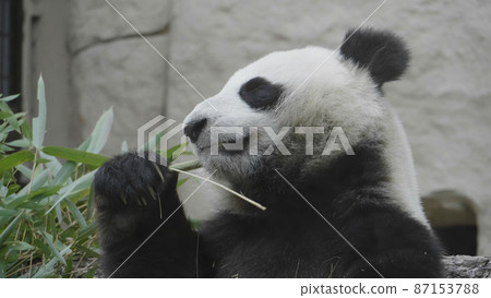 Panda eat juicy bamboo branches for lunch Panda eat juicy bamboo branches for lunch 87153788