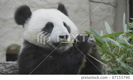 Panda eat juicy bamboo branches for lunch 87153790