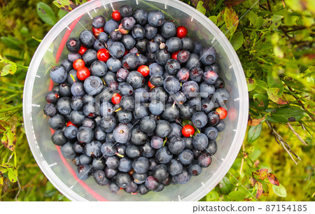 Wild blueberry in summer forest. 87154185