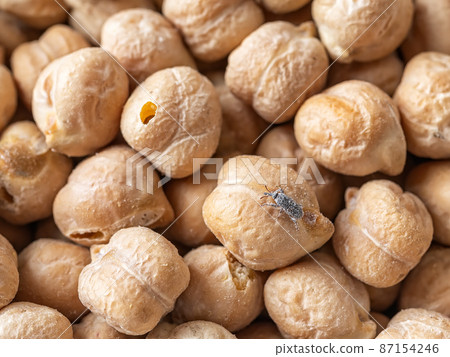 Macro of wheat weevil on dry chickpeas. Raw chickpea beans infested with grain weevil. 87154246