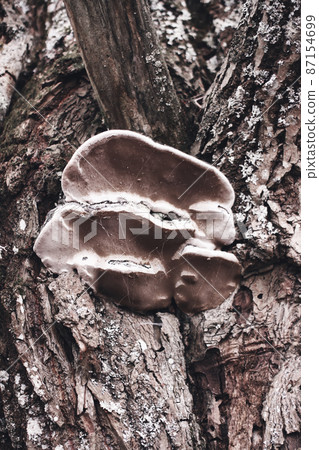 Brown fungus mushroom on tree 87154699