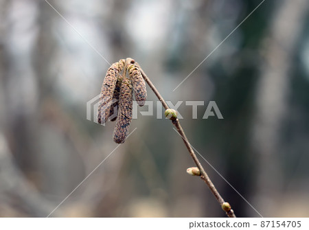 Alder tree branches with catkins 87154705