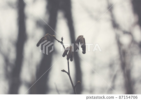 Alder tree branches with catkins 87154706