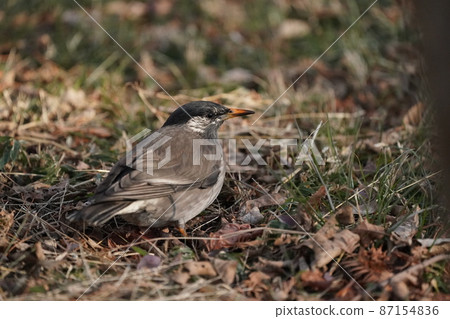 芥末之星 87154836