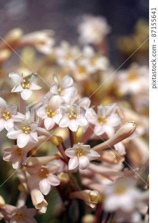 Pink kirtansus flowers that bloomed in early spring Pink kirtansus flowers that bloomed in early spring 87155641