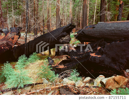 Burnt Giant Sequoia 87155711