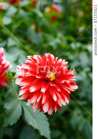 2650 Dahlia Celebration Flower 87155821