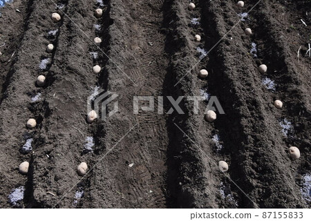 Potato planting / kitchen garden Potato planting / kitchen garden 87155833