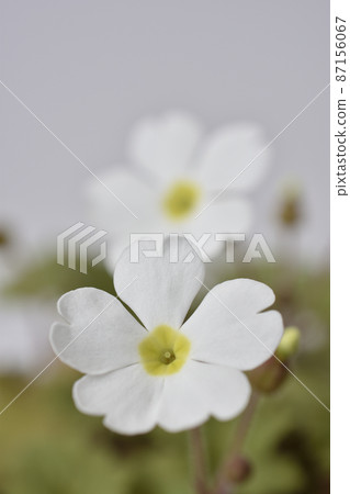 Primula Sinensis 87156067