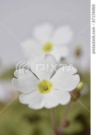 Primula Sinensis 87156068