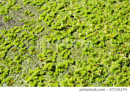 Green mosquito fern or water fern Green mosquito fern or water fern 87156274