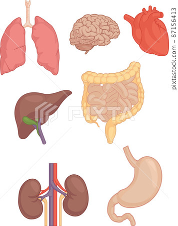 Human Body Parts Brain Lung Heart Liver Stomach Cartoon Vector Drawing 87156413